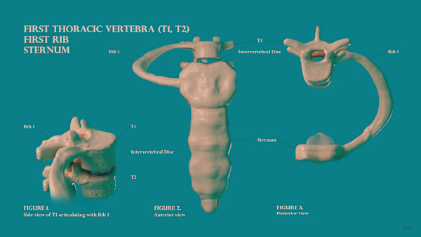 T1, T2, Rib 1, Sternum by Becca Lewis