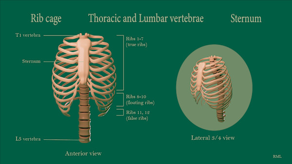 Rib cage, Thoracic vertebrae, Sternum by Becca Lewis