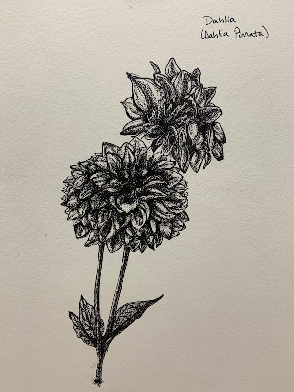 Dahlias by Becca Lewis