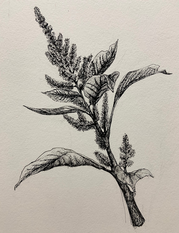 Red Amaranth by Becca Lewis