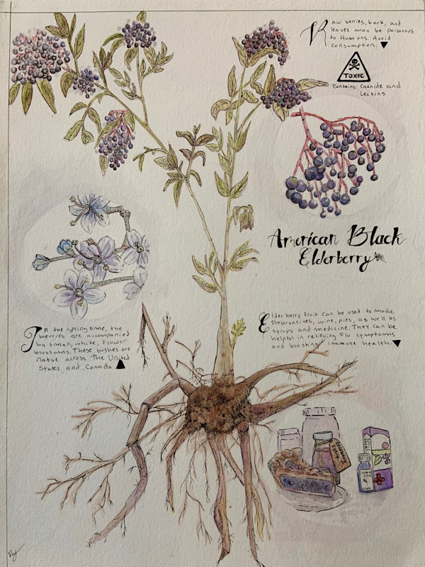 American Black Elderberry by Becca Lewis