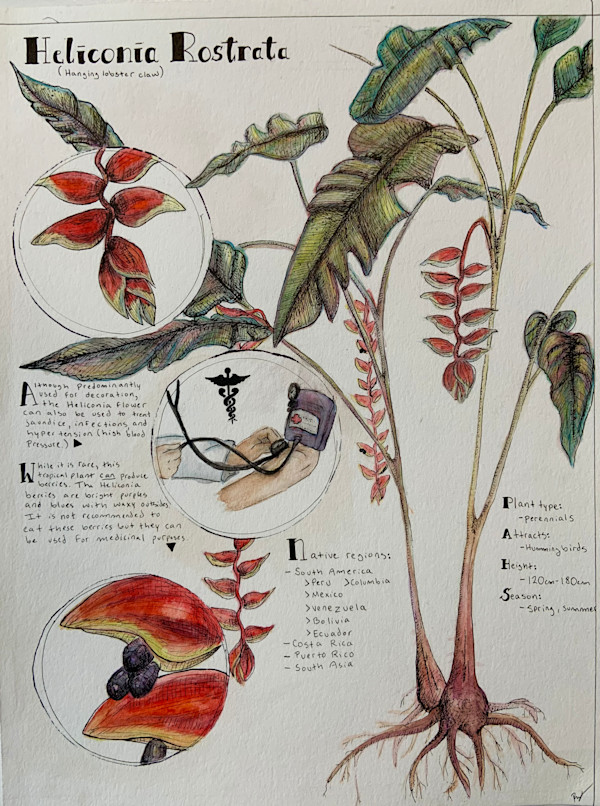 Heliconia Rostrata by Becca Lewis