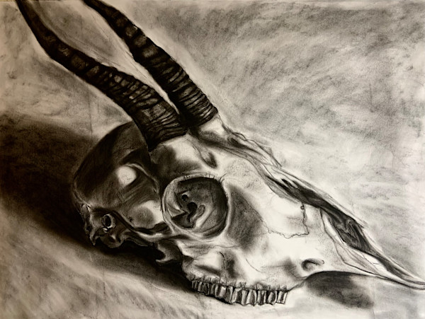 Skull by Becca Lewis