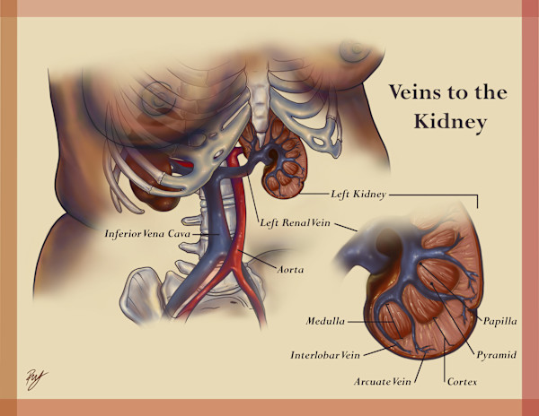 Veins to the Kidney by Becca Lewis