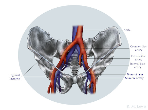 Pelvis by Becca Lewis