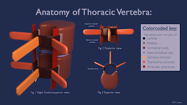 Anatomy of Thoracic Vertebrae by Becca Lewis
