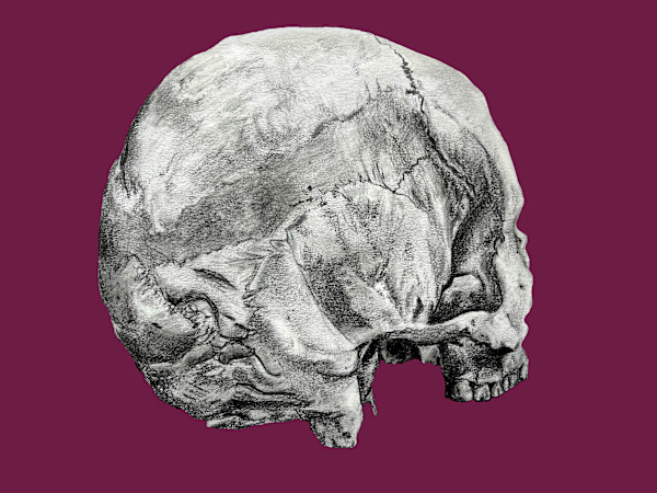 Skull by Becca Lewis
