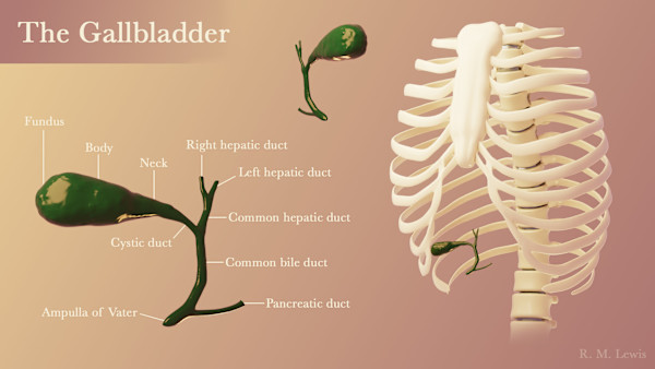 The Gallbladder by Becca Lewis