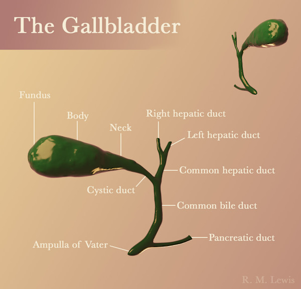 The Gallbladder by The Art of Dissection, Image 2.