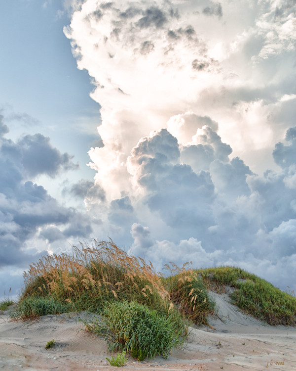 Sea Oats in Bloom by George H Wood