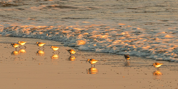 Beach Peaches by George H Wood