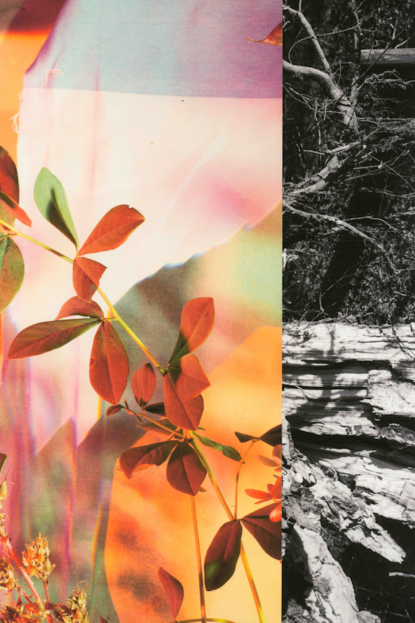 Wedding Tree and Milkweed by Jordan Martins, Image 12.