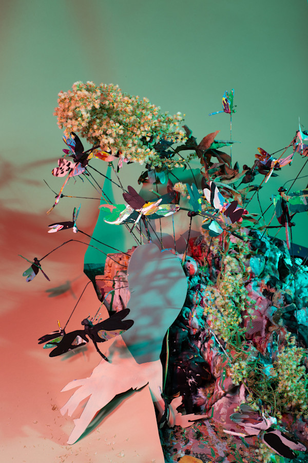 Untitled (Dragonflies and Fancy Pigeon)