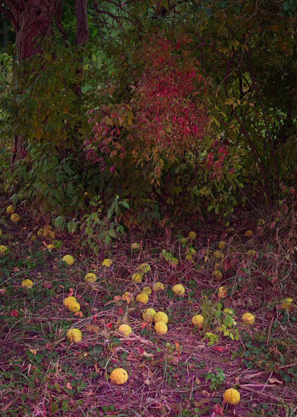 Osage Orange Pods