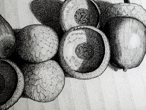 Acorn Study by Timothy Griffith