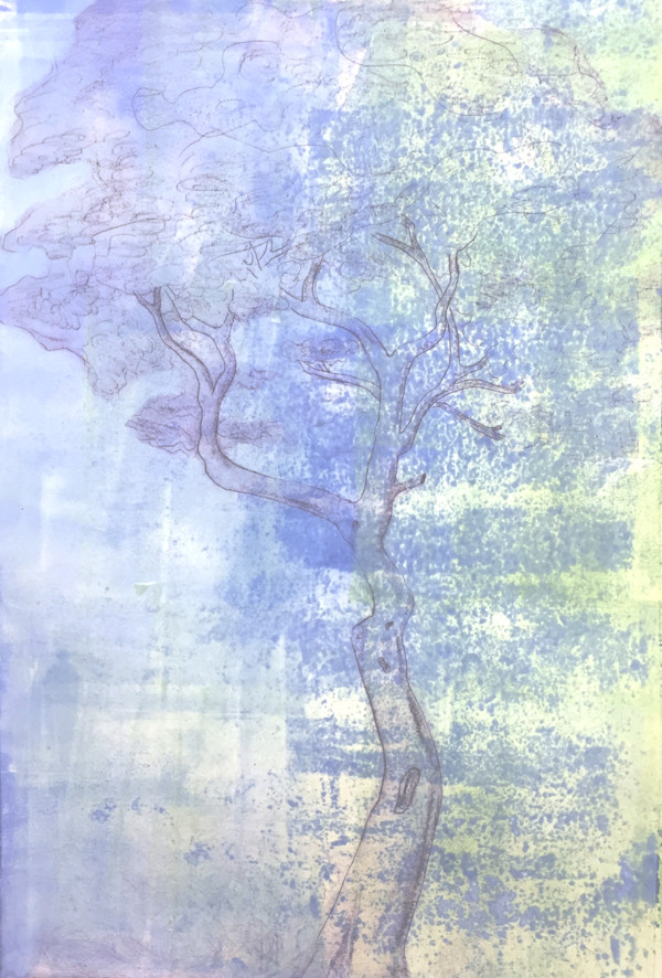 (Tree Portrait #10) Sicilian Umbrella Tree by MK Wynn