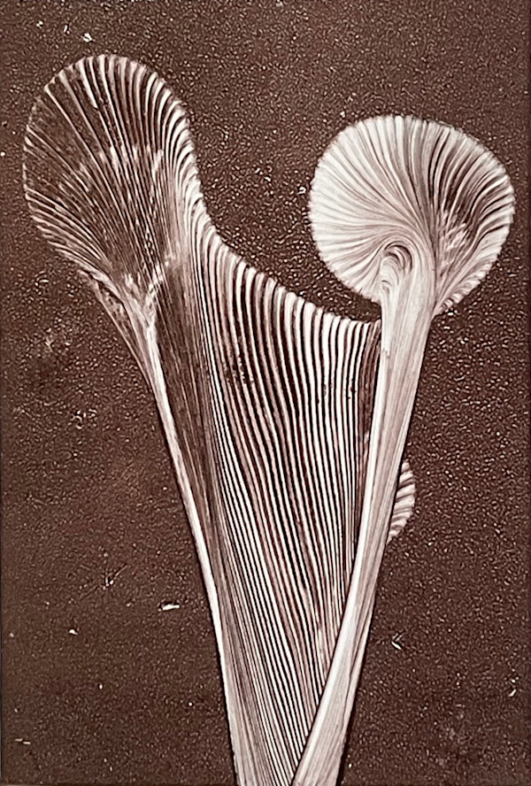 Nepenthes by MK Wynn