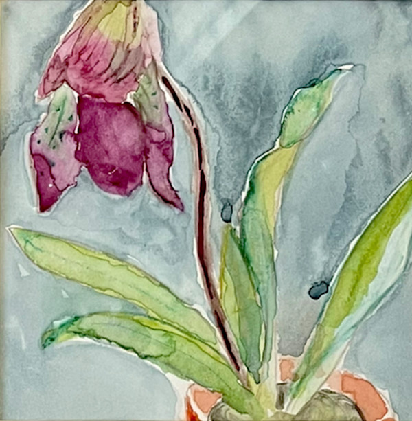 Paphiopedilum by MK Wynn