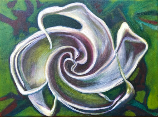 Datura unfolding by Patricia Buck