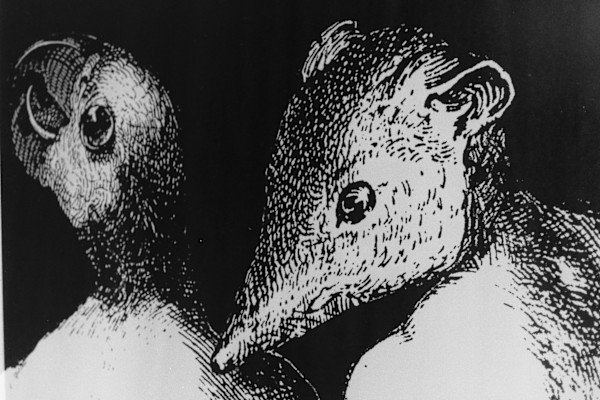 Genetics/Memetics by Patricia Buck