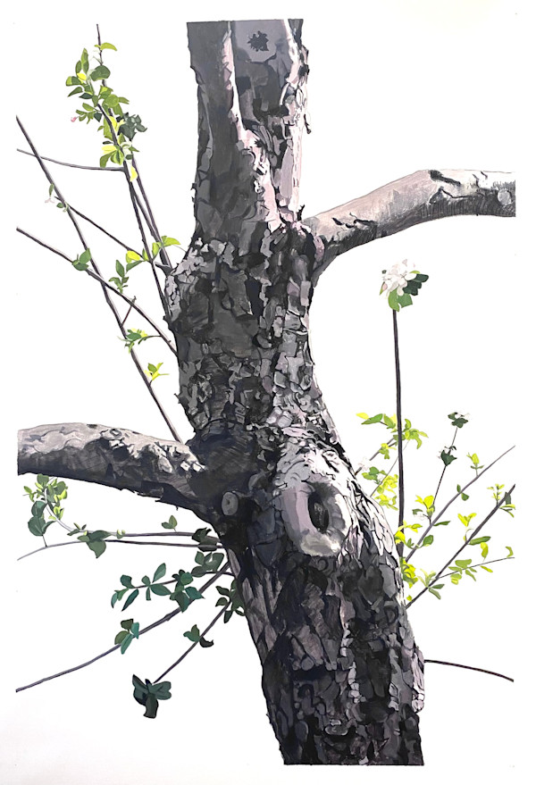 Apple Tree 9 (Daphne, Sprouting) by Betsy Jacks
