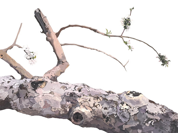 Apple Tree 3 (Reclining) by Betsy Jacks