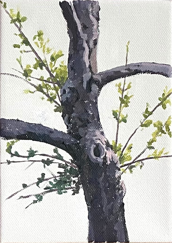 Apple Tree 9 (Small Sprouting 1) by Betsy Jacks