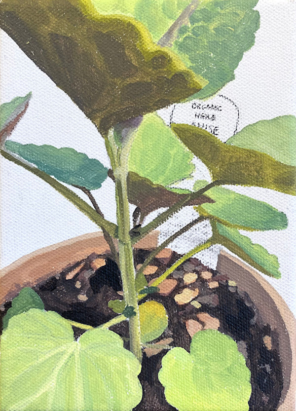 Anise Hyssop by Betsy Jacks