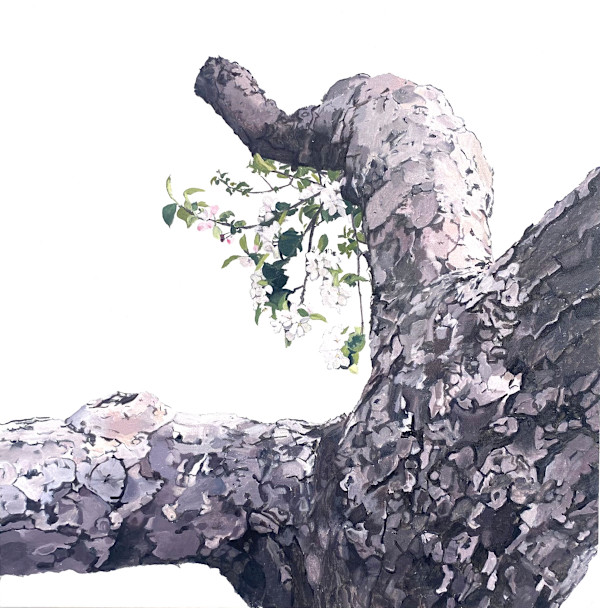 Apple Tree 15 (Blooming Knee-Pit) by Betsy Jacks