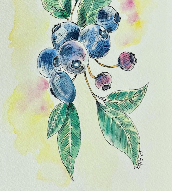 Blueberries by Diego Alba
