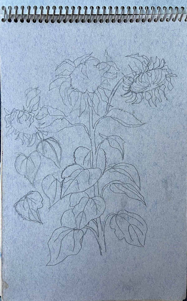 Sunflower Sketch by Arthur Gebhardt, Image 4.