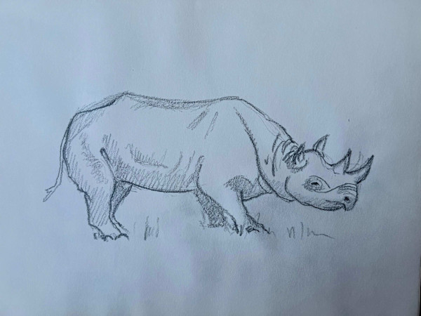 Rhino Sketch by Arthur Gebhardt, Image 3.
