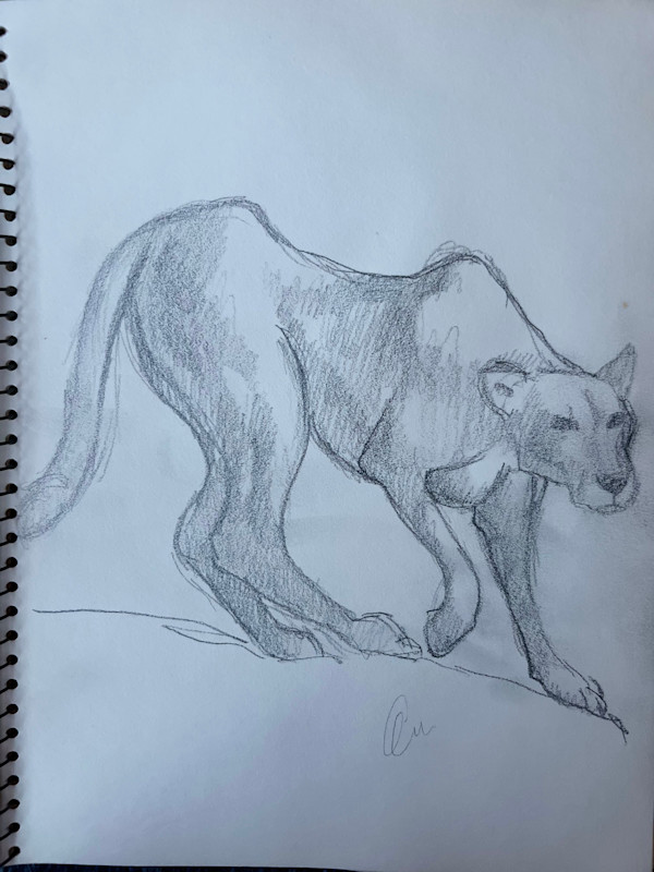 Mountain Lion Sketch by Arthur Gebhardt, Image 1.