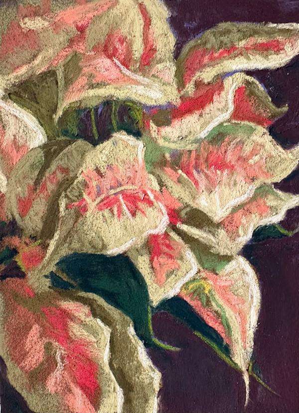 Posing Poinsetta by Mary Moores