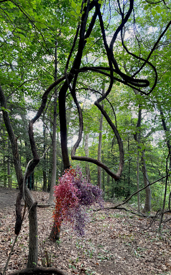 Waldo's Woods 1 of 3 by Patricia D. Burns