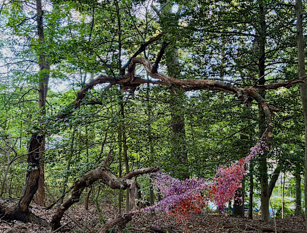 Waldo's Woods 2 of 3 by Patricia D. Burns