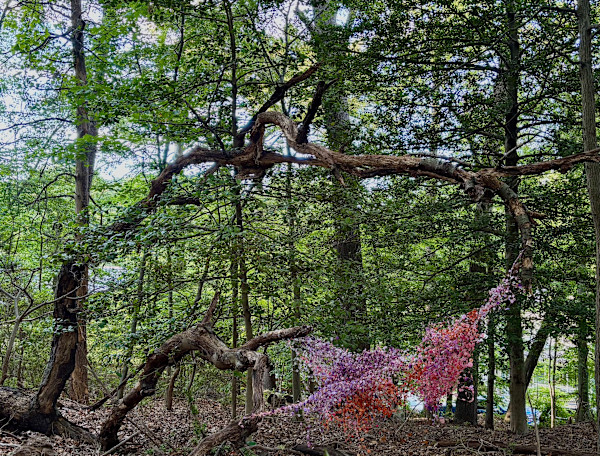 Waldo's Woods by Patricia D. Burns