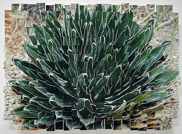 Cactus AZ #2 by Margaret Moench