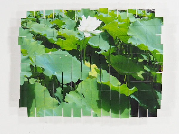 Water Lily Kyoto #3 by Margaret Moench