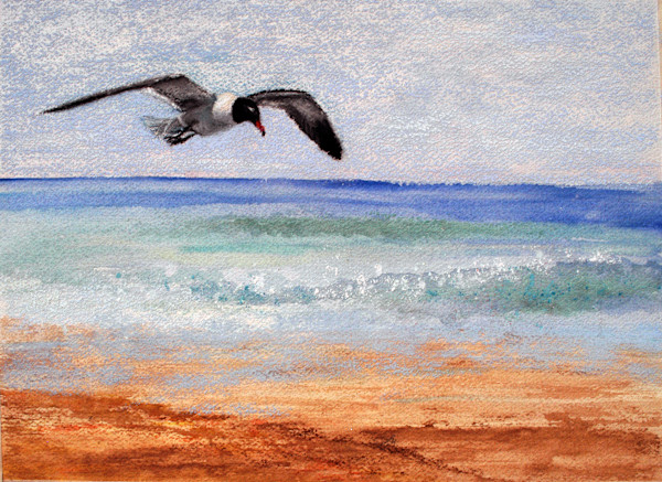 Laughing Gull by Lorraine McFarland