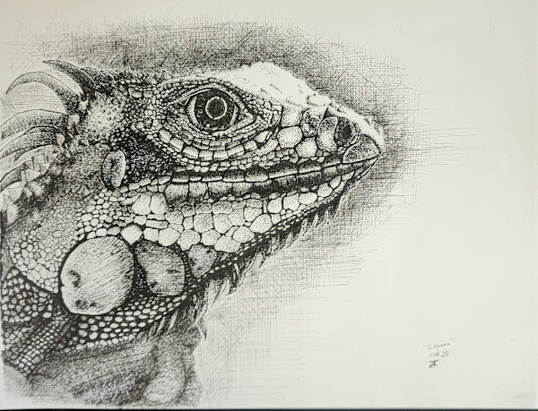 Iguana by Jon Cooper