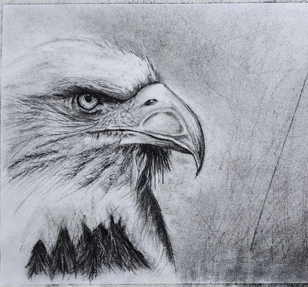 Bald Eagle by Jon Cooper