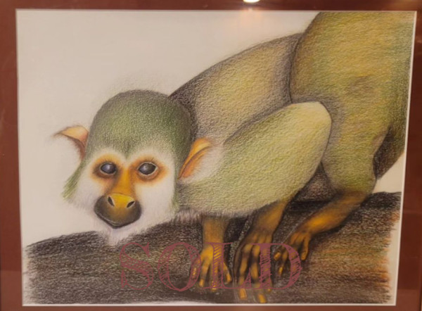 Squirrel monkey by Jon Cooper