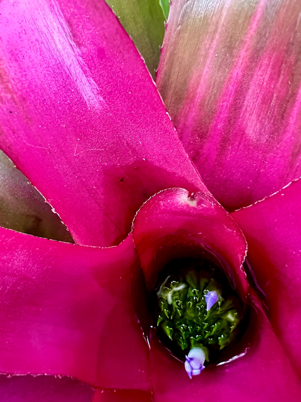 Blushing Bromeliad by Liz Morton