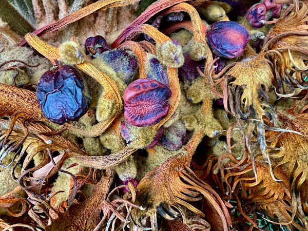 Sago Palm Seeds by Liz Morton