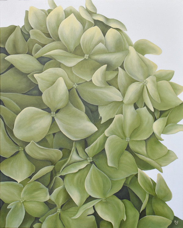 Green Hydrangea by Ann Travis