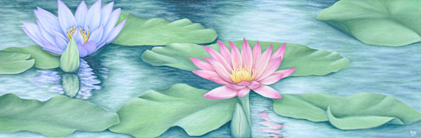 Water Lillies by Ann Travis