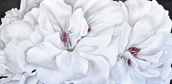 White Geraniums by Ann Travis