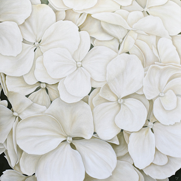 White Hydrangeas by Ann Travis