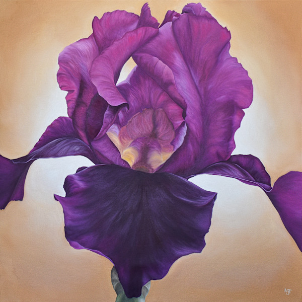 Winesap Iris by Ann Travis